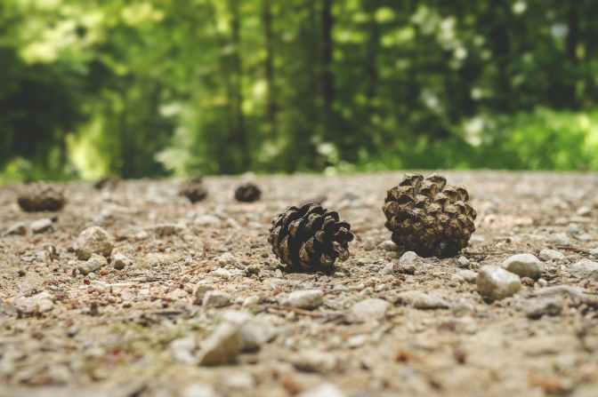 depth of field fir cone forest gravel