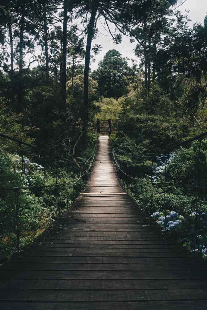 black hanging bridge surrounded by green forest trees